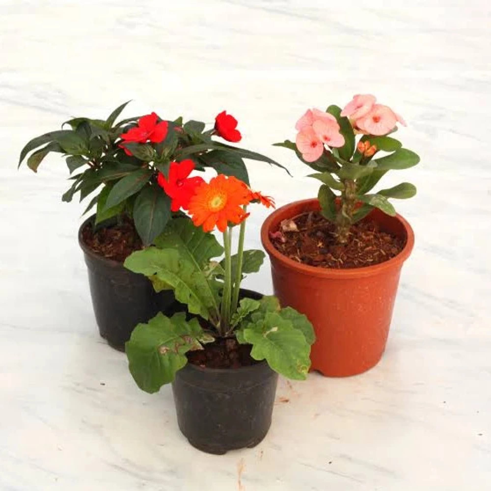 Complete Outdoor Care